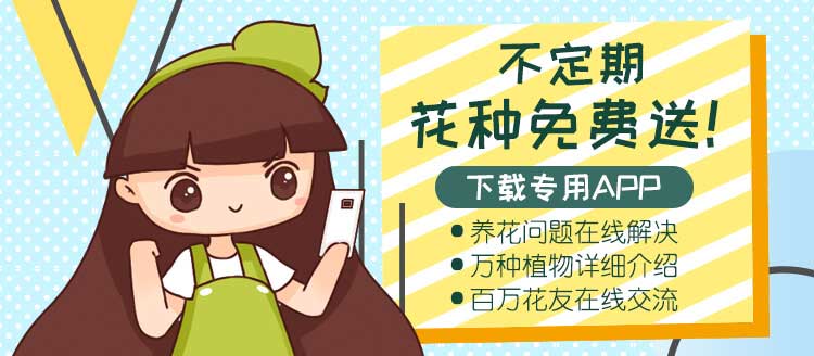 花宝金