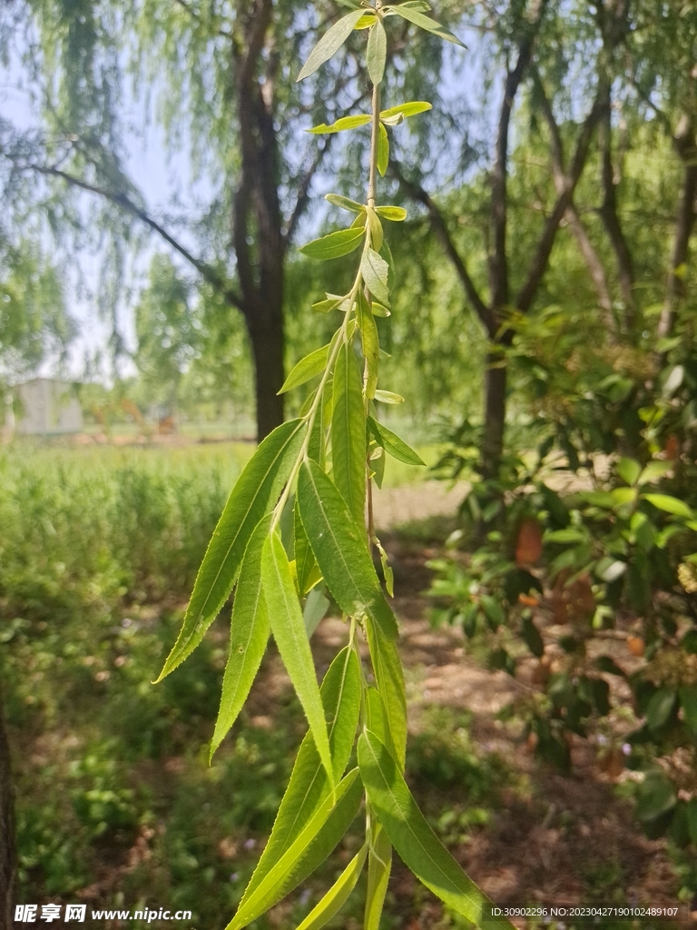 柳钦火